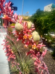 Hesperaloe parviflora