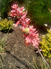 Hesperaloe parviflora