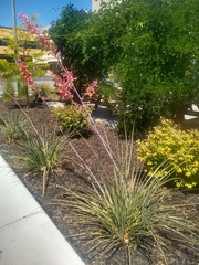 Hesperaloe parviflora