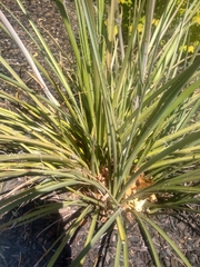 Hesperaloe parviflora