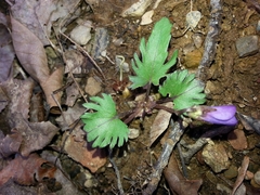 Viola palmata