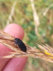 Acmaeodera quadrifasciata prunneri