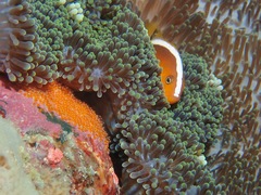 Amphiprion sandaracinos