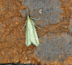 Donacaula albicostellus