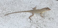Anolis lineatopus