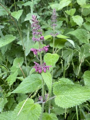 Stachys sylvatica