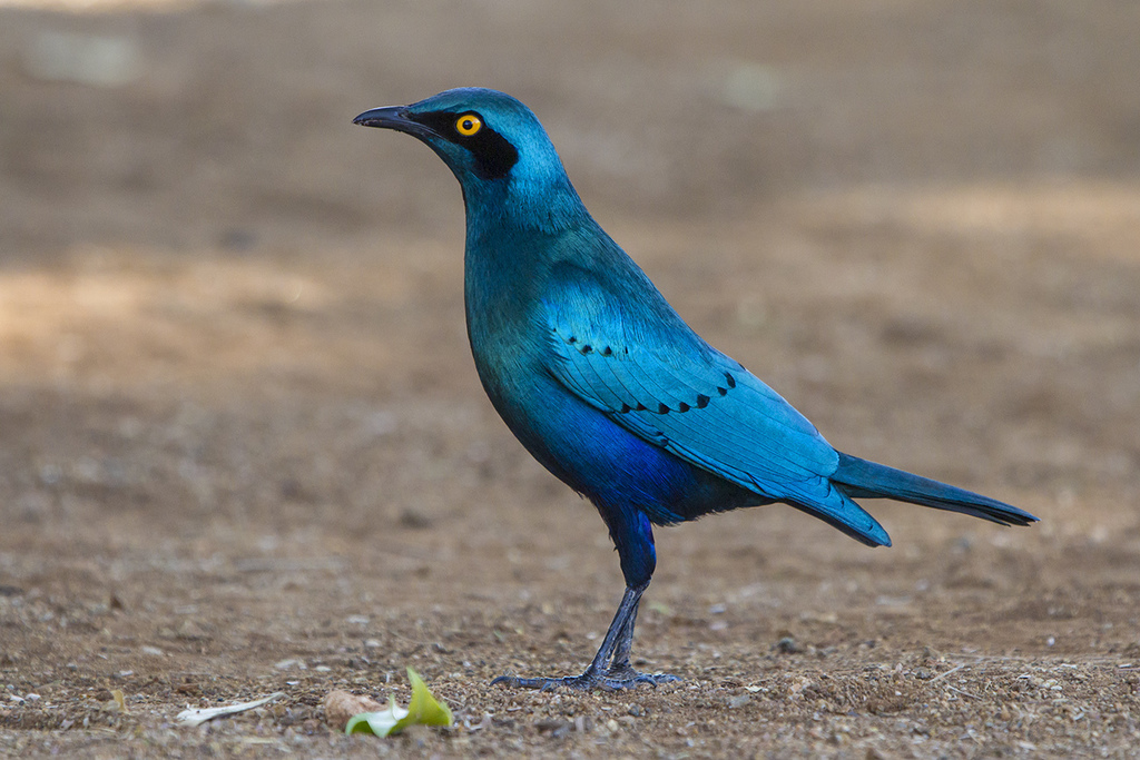 Greater Blue-eared Starling (Lamprotornis chalybaeus) photo