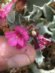 Penstemon petiolatus