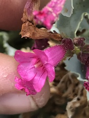 Penstemon petiolatus