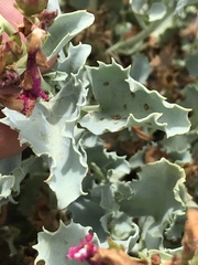 Penstemon petiolatus