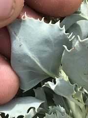 Penstemon petiolatus