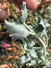 Penstemon petiolatus