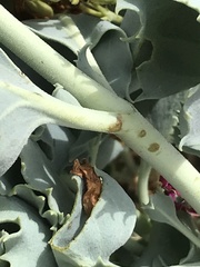 Penstemon petiolatus