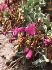 Penstemon petiolatus