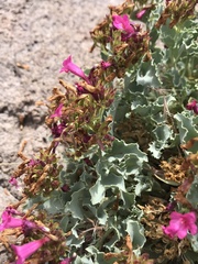 Penstemon petiolatus