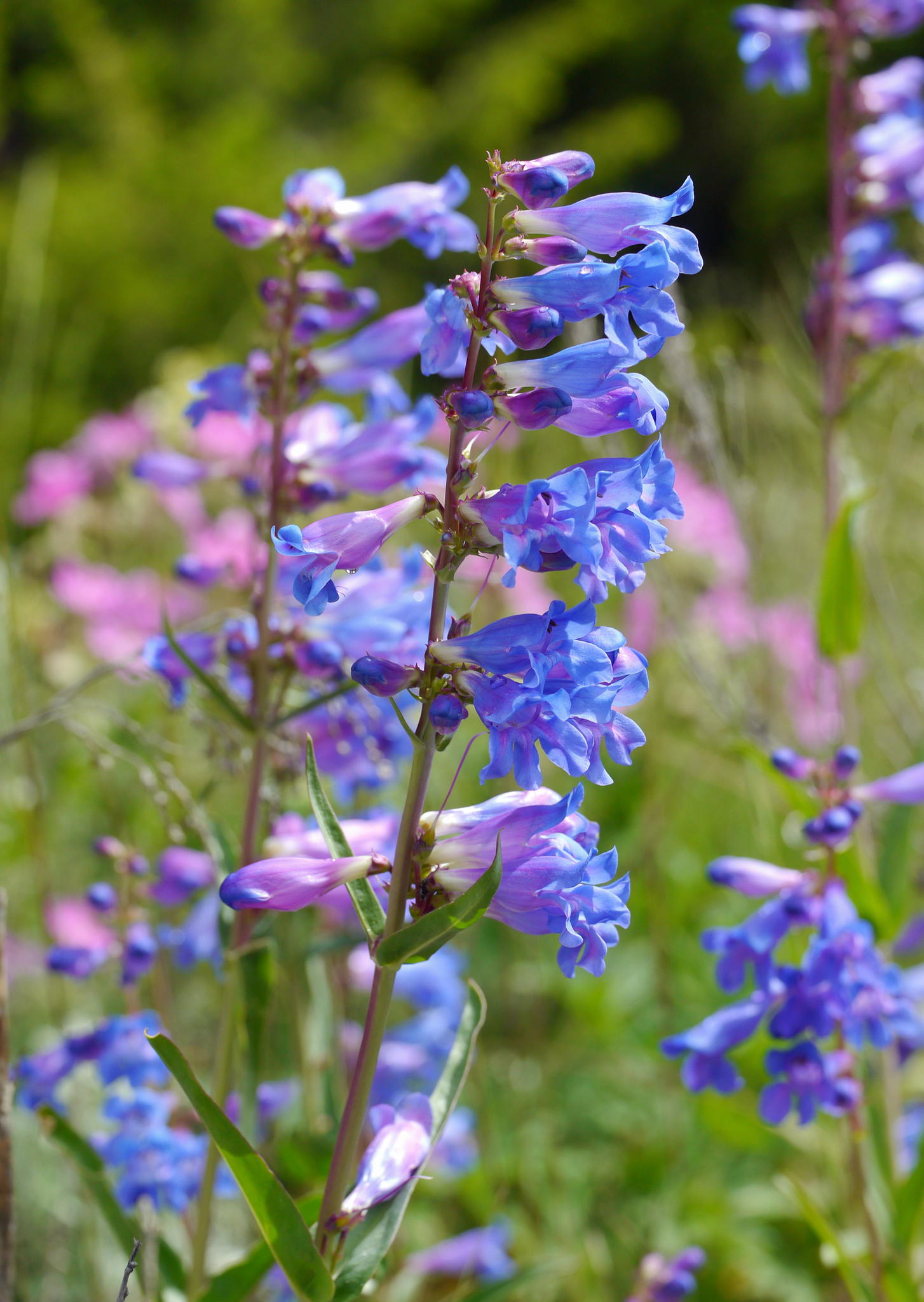 Penstemon cyaneus