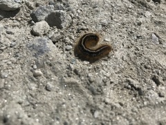 Malacosoma alpicolum