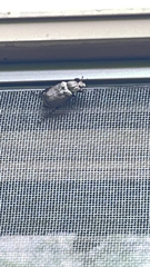 Osmoderma scabra