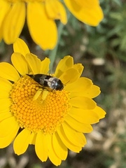 Variimorda villosa