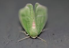 Chlorosea banksaria