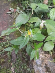 Millerieae