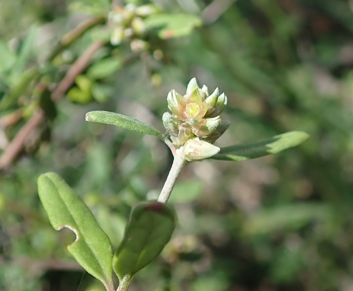 Psilotrichum madagascariense · iNaturalist