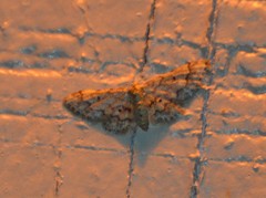 Idaea pervertipennis