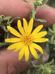 Heterotheca cinerascens