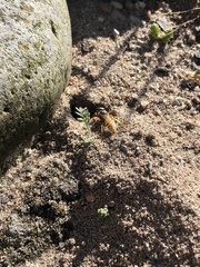 Philanthus triangulum
