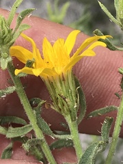 Heterotheca cinerascens