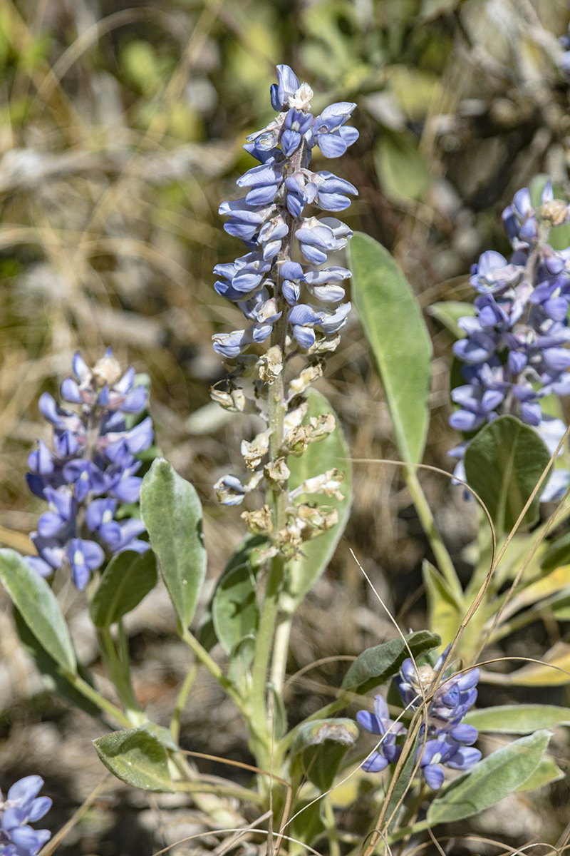 Lupinus cumulicola