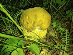 Boletus betulicola