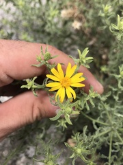 Heterotheca cinerascens