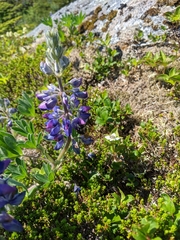 Lupinus nootkatensis