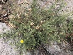 Heterotheca cinerascens