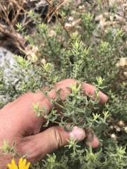 Heterotheca cinerascens