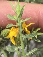 Heterotheca cinerascens