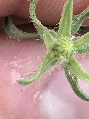 Heterotheca cinerascens