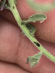 Heterotheca cinerascens