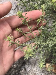 Heterotheca cinerascens