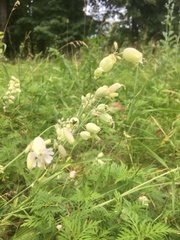 Silene vulgaris