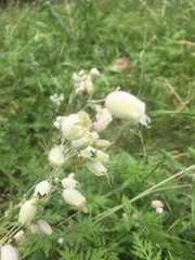 Silene vulgaris
