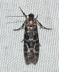 Ortholepis pasadamia