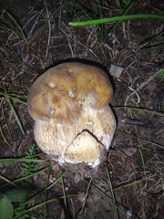 Boletus betulicola