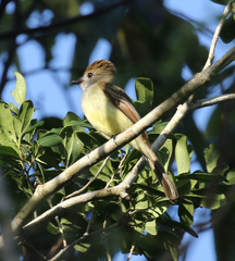 Myiarchus yucatanensis