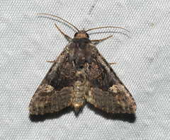 Euplexia benesimilis