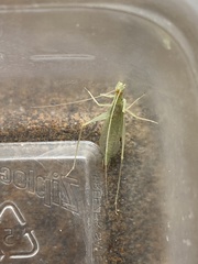 Oecanthus exclamationis