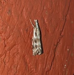 Catoptria oregonicus
