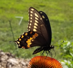 Papilio polyxenes