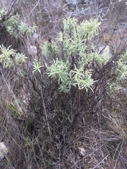 Castilleja grisea